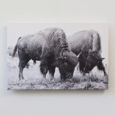 Bison Canvas Print