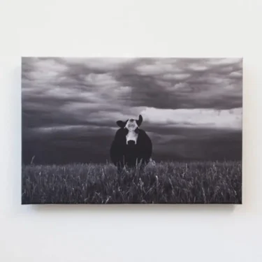 Mad Cow Canvas Print