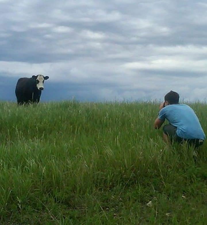 Grazing Mad Cow Photo Capture
